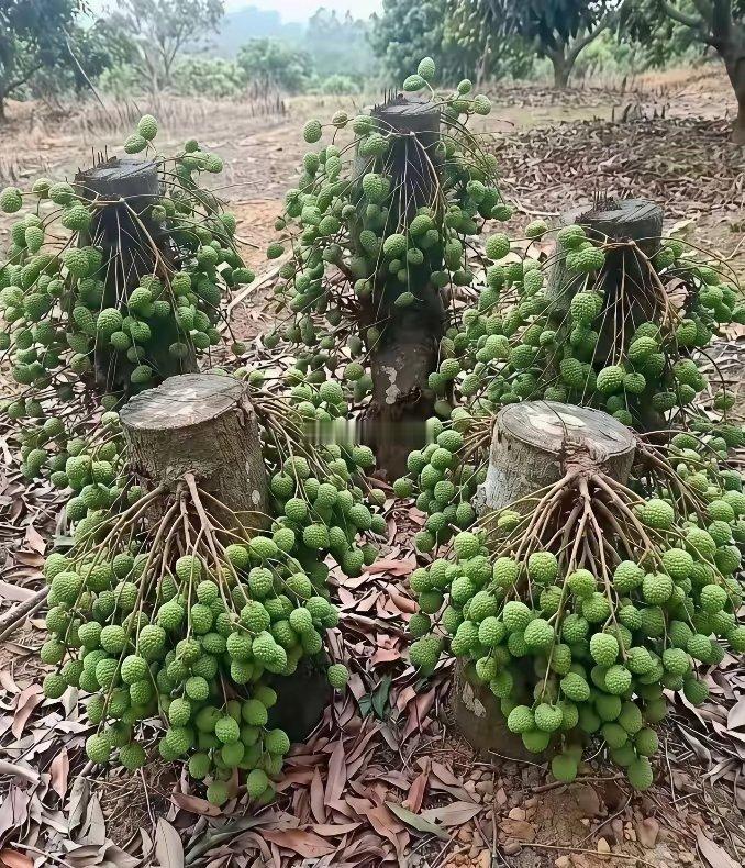 别骗我城巴佬都相信了还好我天南地北的打工还是见过一些植物的不然真的入坑了