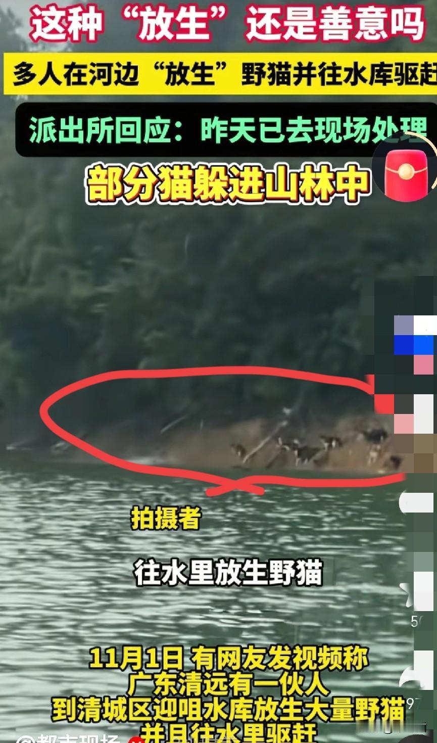 见过水里放生鱼的，放生乌龟的，还有放生蛇的，可你有见过，放生猫的吗？这妥妥的脑子