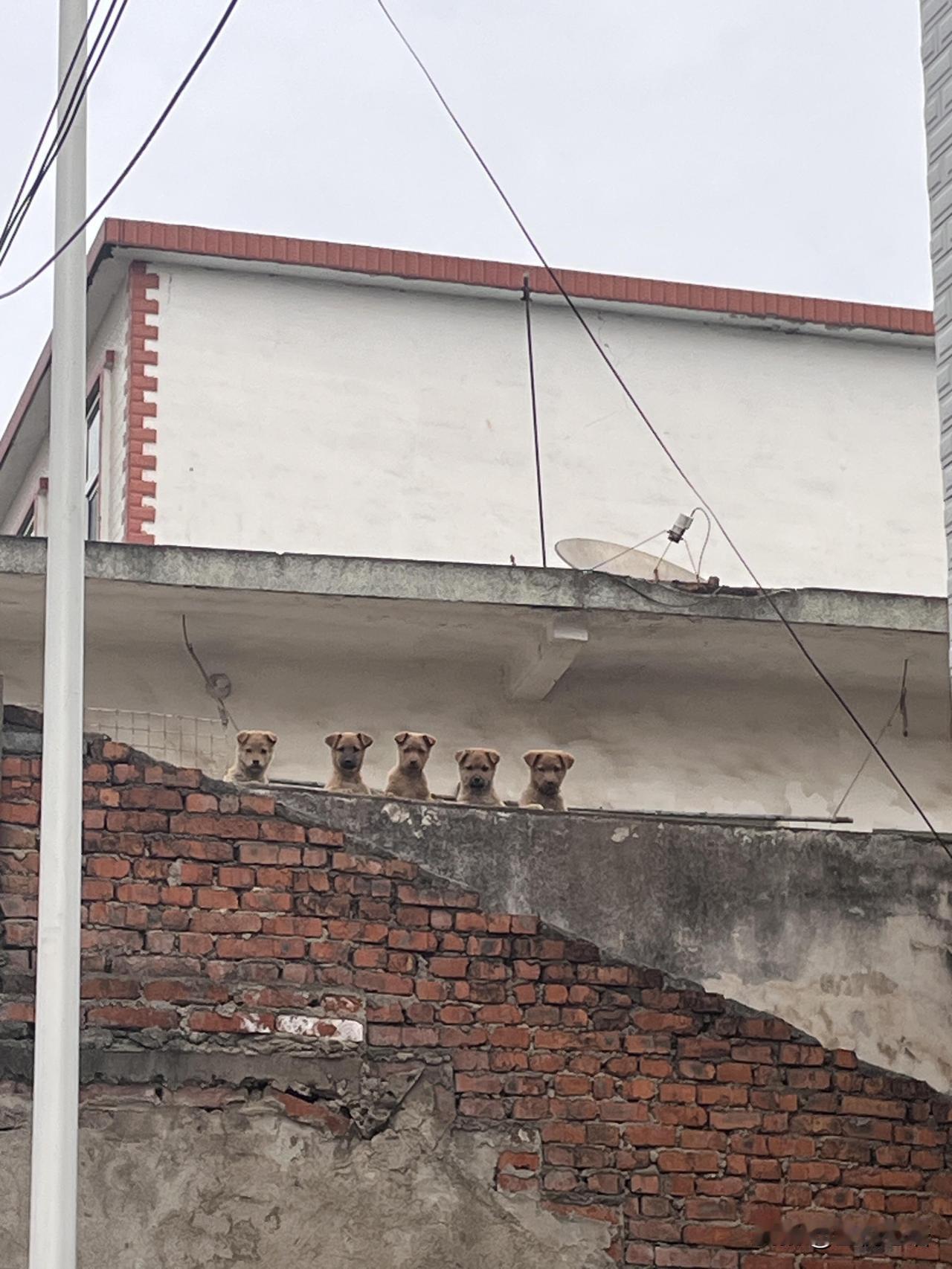 救命！拍老房子拍出个五狗天团😂本来只想安安静静拍老房子和腊肉，结果镜头里