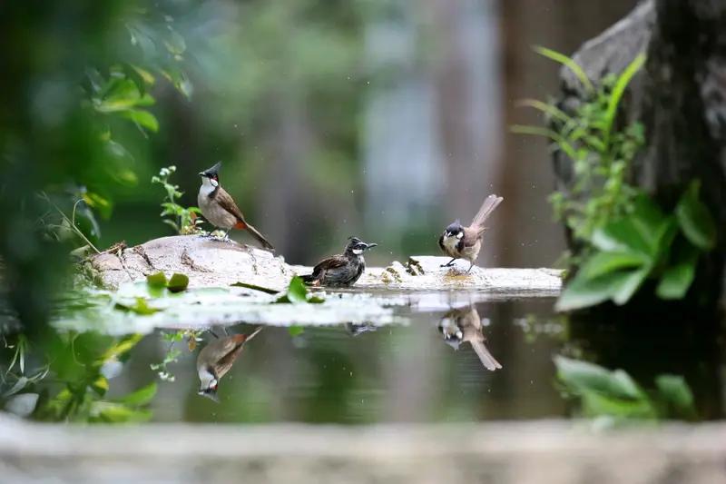 池边听鸟语；求下联看到“池边听鸟语”这个上联，一下子就来了兴致。上联营造出一种