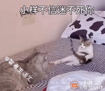 卧靠，这只小猫咪也太可爱了吧，简直不敢相信自己的眼睛哈！