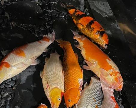 荒唐到离谱！泰国男子半夜闯入民宅猥亵锦鲤，监控全程拍死，这下彻底丢人！这已经