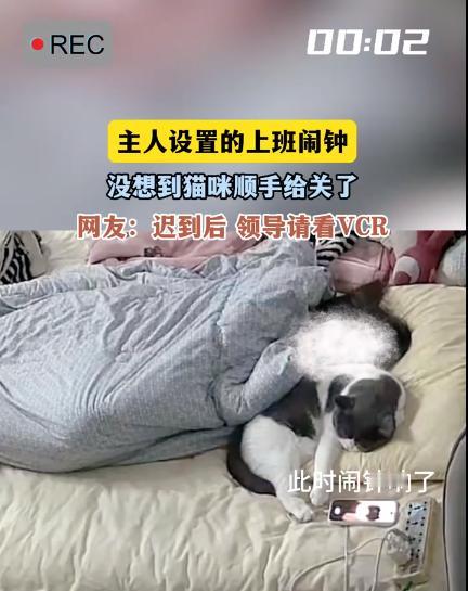 解释不清了!江苏一名女子睡前用手机设置了一个闹钟,谁料闹钟响起的时候,她养的小猫