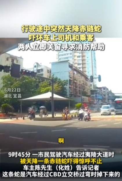 6月22日，湖北宜昌，一男子在开车经过立交桥下时，一条蛇突然从天而降，掉在了车子