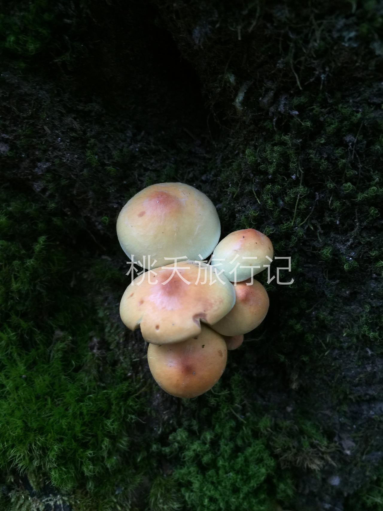 暑假的毕业之旅，到云南德钦，梅里雪山下的藏族村寨，避暑，当一回拾菌人，各式各样的