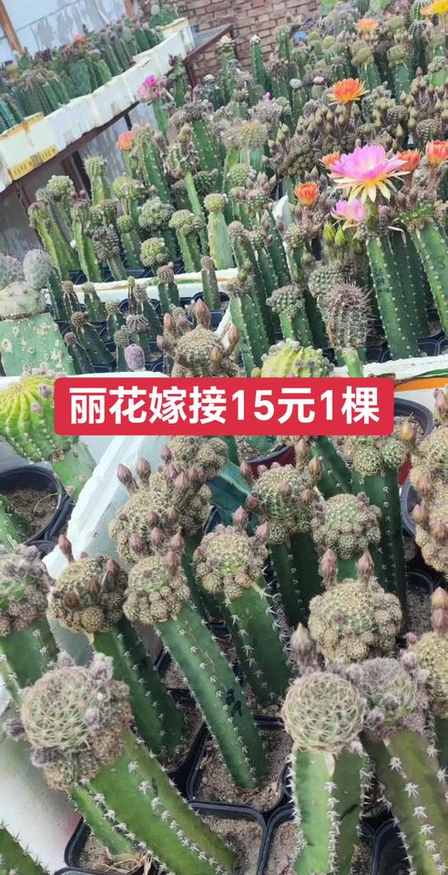 嫁接丽花15元1棵，3棵40元包邮多肉植物一物一拍老桩多肉