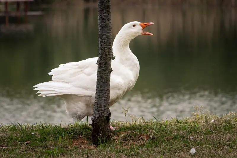 六安这波操作真是太牛了！大白鹅成了乡村振兴的“法宝”。养殖户靠着养鹅，收入那是成