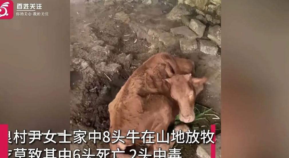 湖南邵阳，女子家养了8头西门塔尔牛，其中6头突然死亡，剩下2头也半死不活的，女子