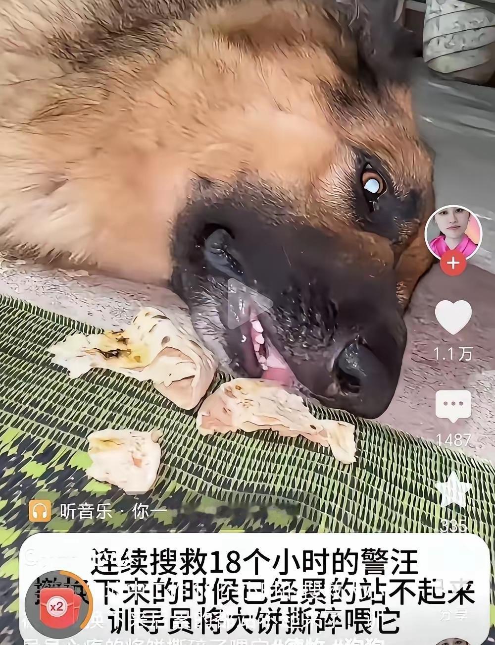先撑不住的，是那条搜救犬。所有人都希望它还能再往前走一步。可是那一刻，搜救犬