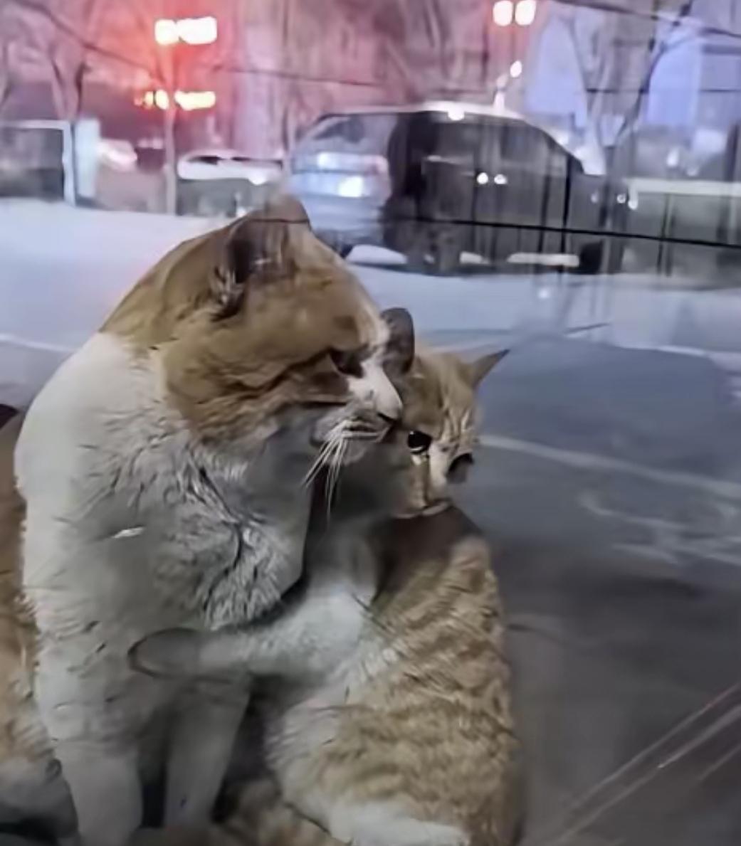 前两天网上有个视频挺火的。一只流浪猫妈妈，带着小猫在雪地里走，一直往人多的地方赶