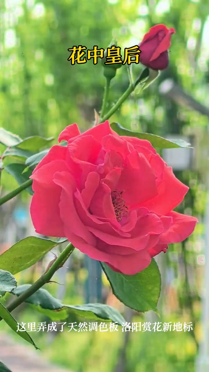 花中皇后。这里弄成了天然调色板，洛阳赏花新地标。