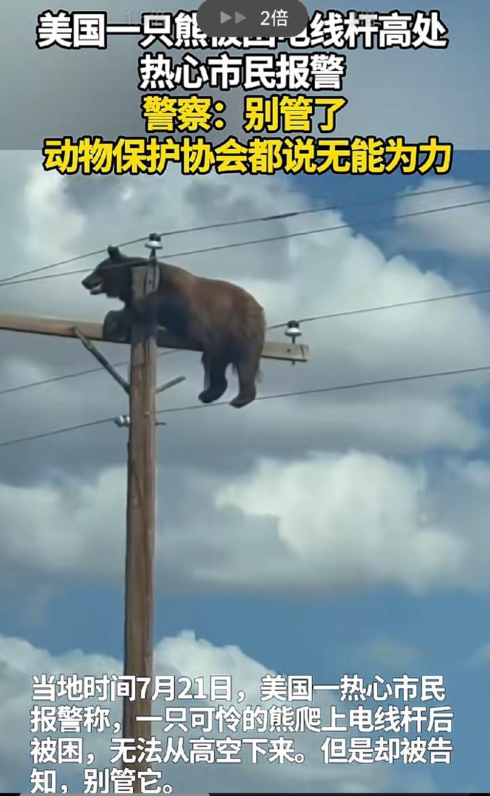 按古墓派公知说法，不该是立即动用飞机撞断电线杆，把可怜的熊熊救下来吗？牢美你变