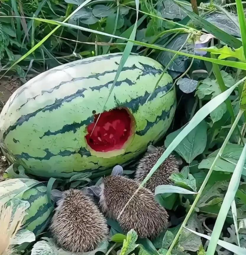 “活该发财！”去年夏天，淄博瓜农陈守田撞见刺猬偷吃自家西瓜，他心软没有驱赶。这份