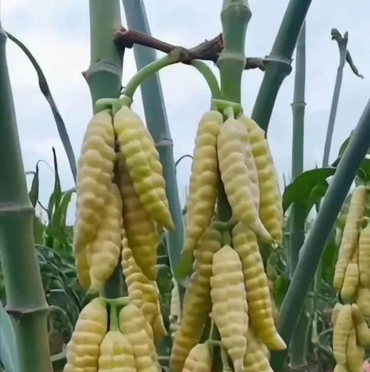 湖南，有一名女子驾车回老家探亲，路过一个村庄的时候，发现路边的一片庄稼地里，种植