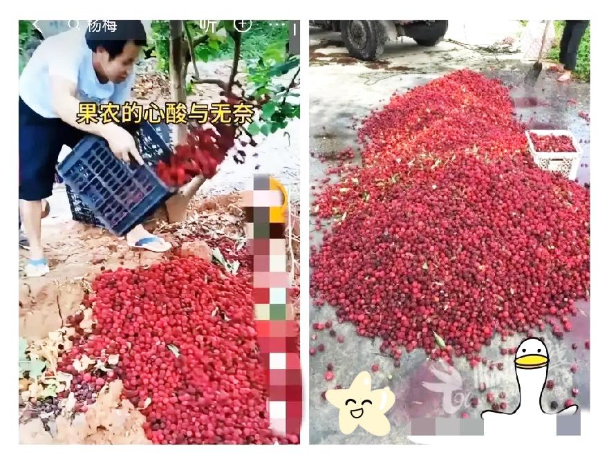 好好的优质本地杨梅，硬生生被违规浸泡添加剂彻底搞垮口碑，当下行情惨到让人揪心。曾