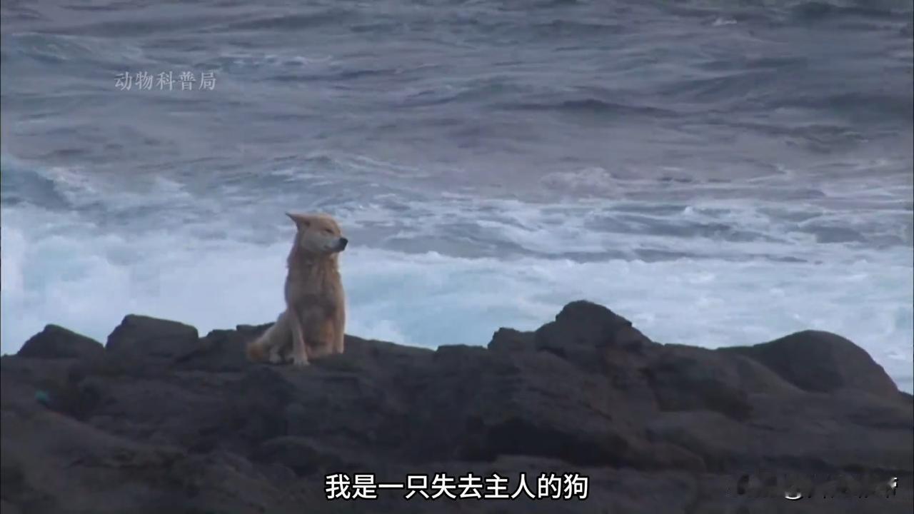 哎呀妈呀老铁，看完心都揪得慌！主人生病坐船离开，嘱咐狗狗在海边等着，这一等就是