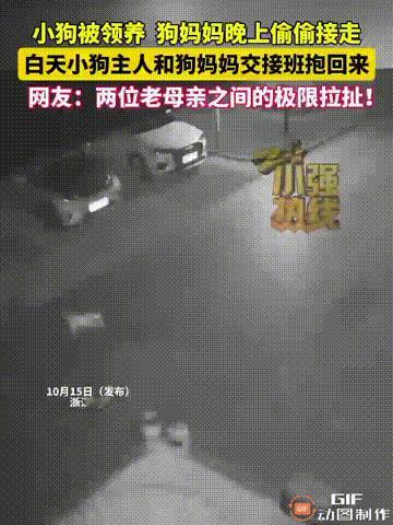 浙江杭州一名女子从附近邻居家领养了一只小狗，谁料小狗的妈妈得知孩子被抱走后，每天