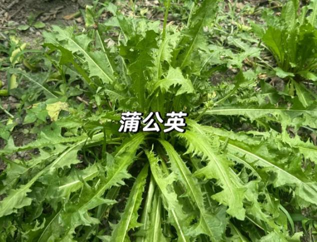 我治了上千例胃炎胃痛，基本就这一个方子，得罪同行也要公开！大家好，我是徐景美