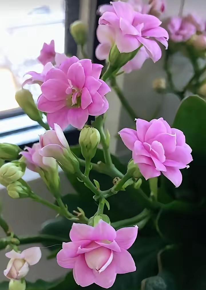 亲爱的儿子，今天妈妈不好意思告诉你，我与你爸爸又下馆子了，本来想着把退休金节省着