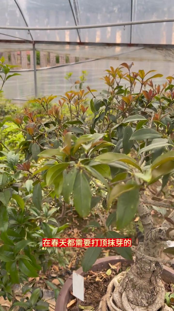 每棵桂花都要打顶抹芽吗？大家好，我是张家桂花盆景。并不是所有的桂花在春天都需要