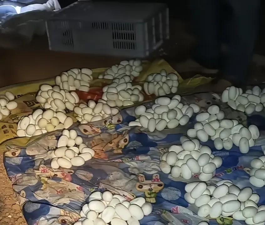 妈呀！江西一小伙半年没回家，开门直接吓哭！卧室床上密密麻麻全是灰白色蛇蛋，起码上