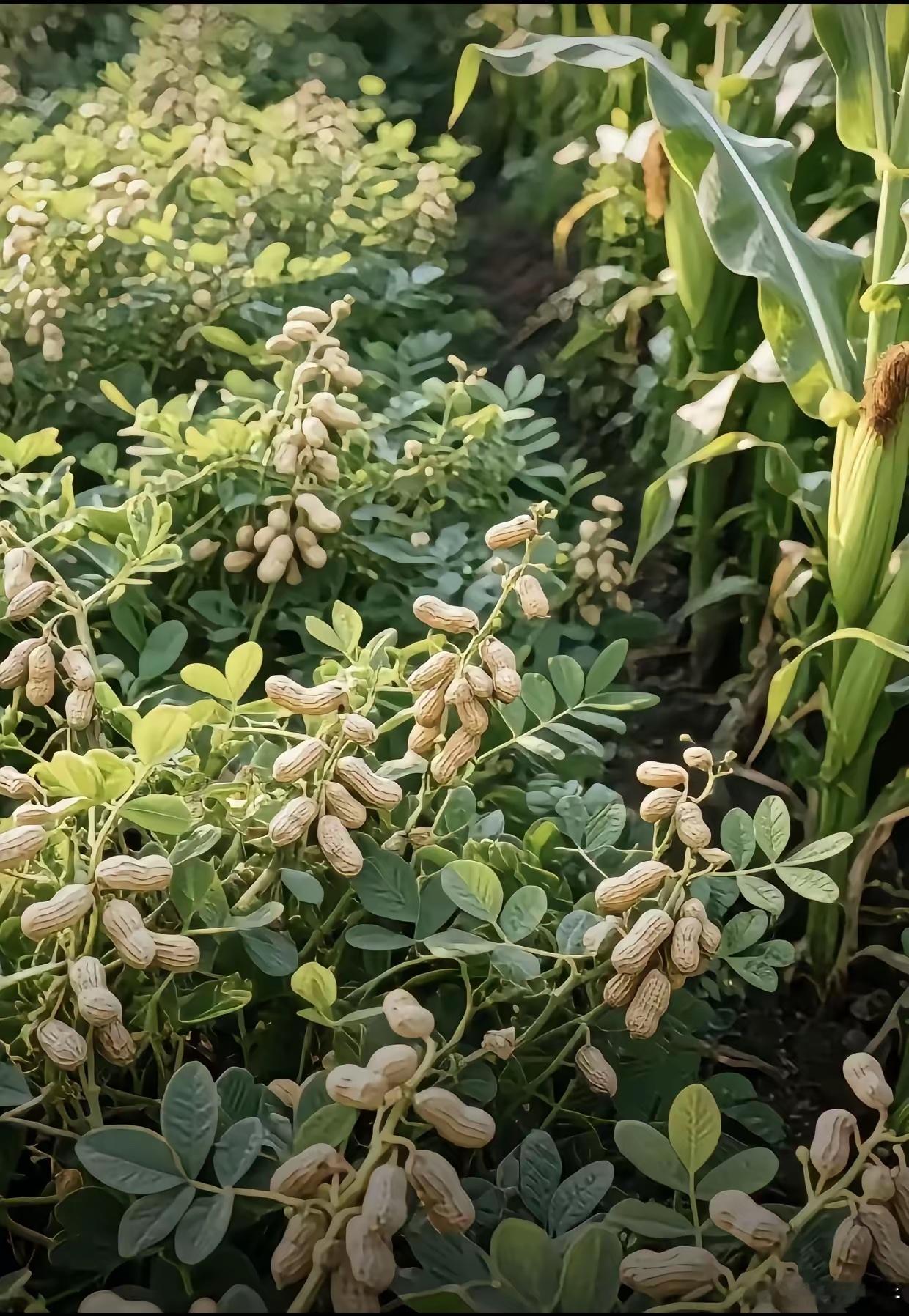 花生熟了，不想摘，你来偷吧