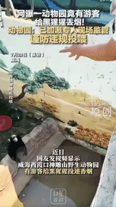 太炸裂了！山东威海，一游客往动物园里丢了一节白色的东西，一只猩猩看到后，以为是吃