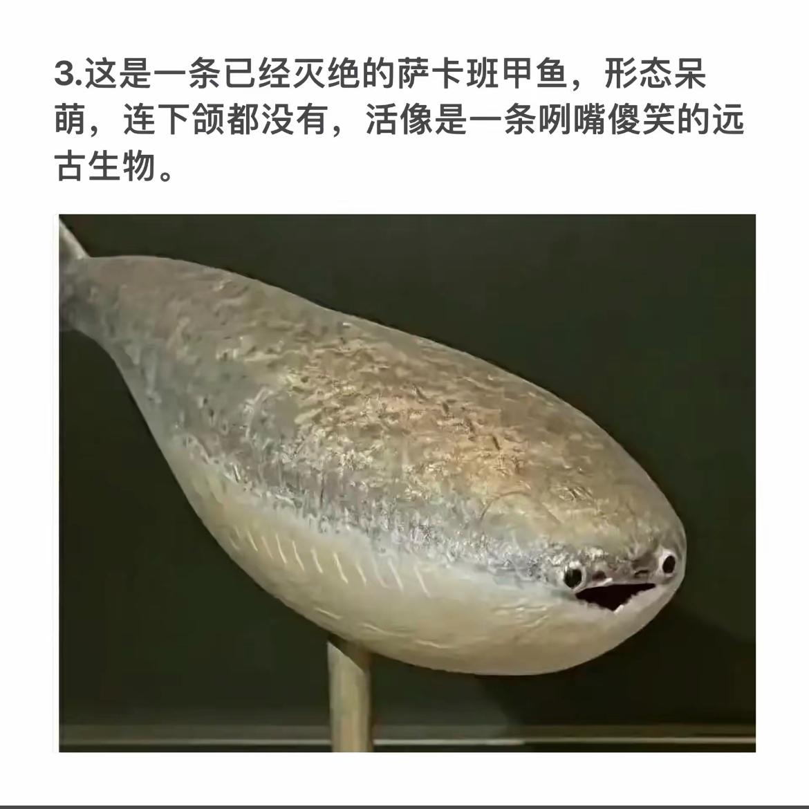 灭绝的萨卡班甲鱼：呆萌无下颌，远古微笑的活化石。