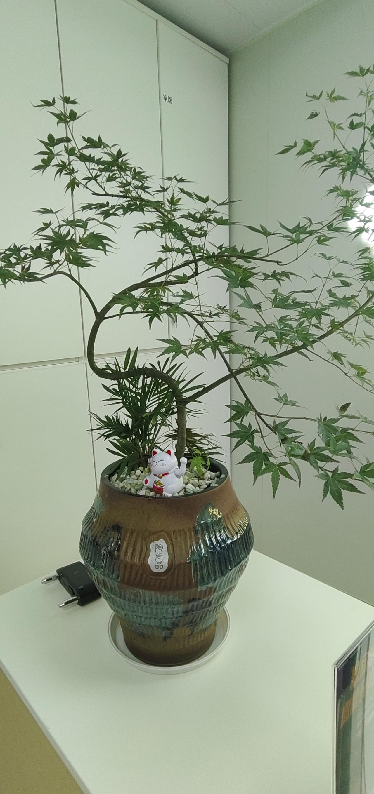 知道了，儿媳妇不会对我养老，我也不抱希望。儿子虽说，是我儿子，但是，他是儿媳