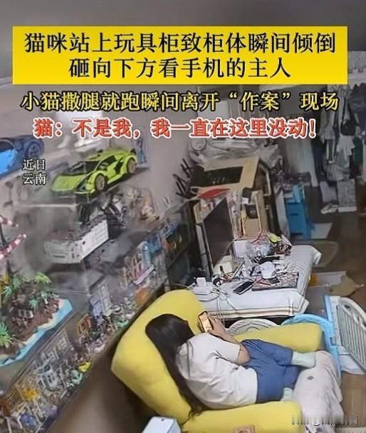云南这只小猫真的上演一出大型甩锅现场😂！猫咪蹦上玩具柜，直接把柜子给压翻，柜子