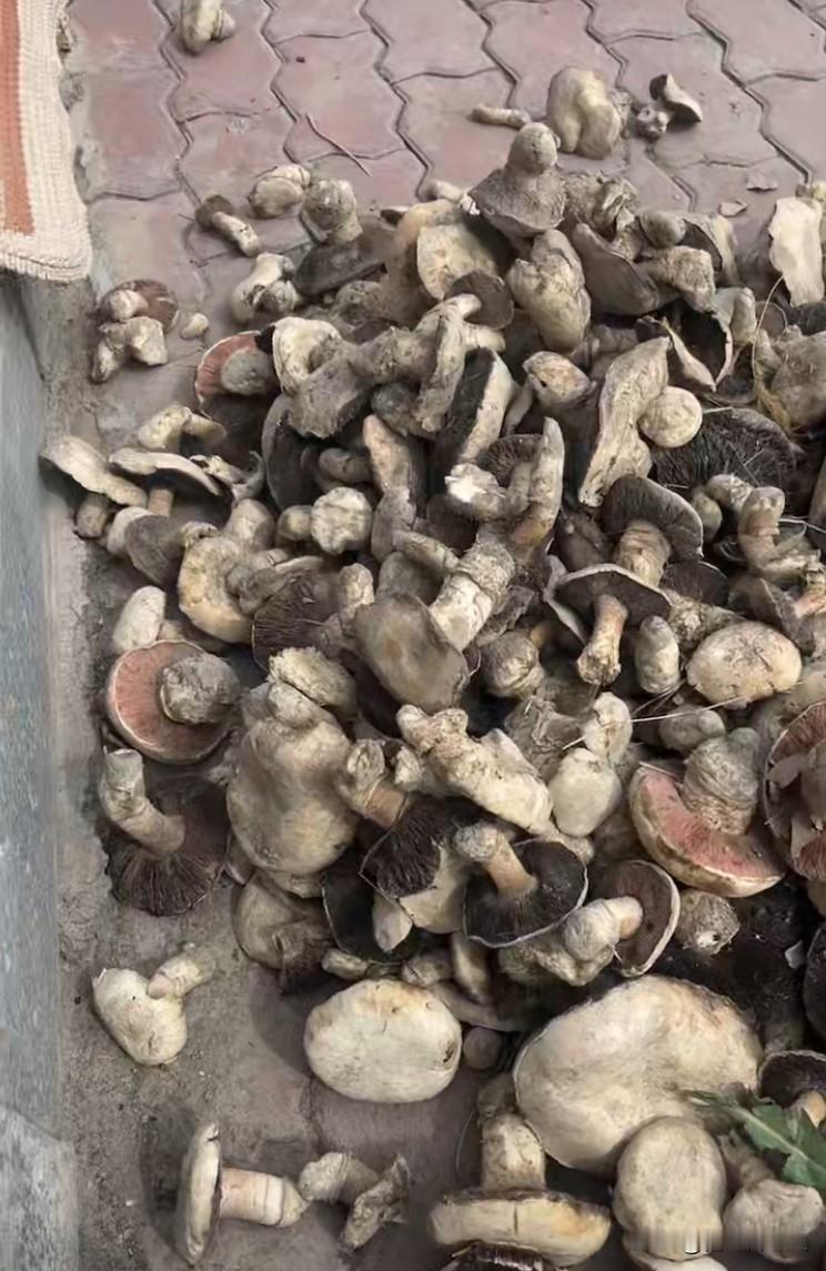 我家林带地里发现了好多的蘑菇。去年入冬把地里灌了一遍冬水。没想到开春妹妹去地