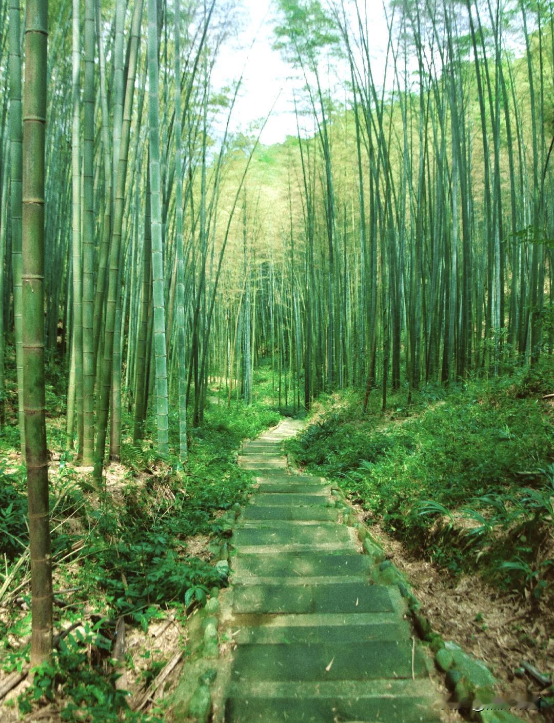 网友游竹林：郁郁葱葱一头扎进竹林的怀抱里，满眼都是晃眼的绿。风穿过叶隙沙沙作响，