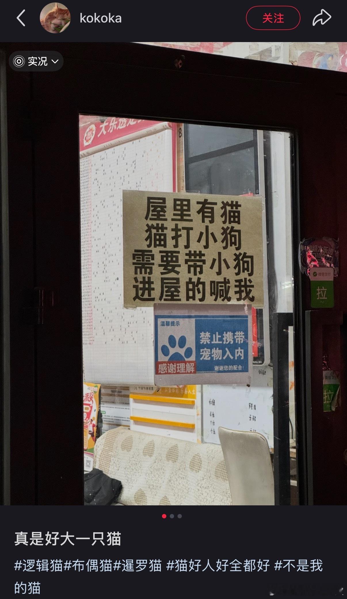 打小狗还知道戴手套，猫好