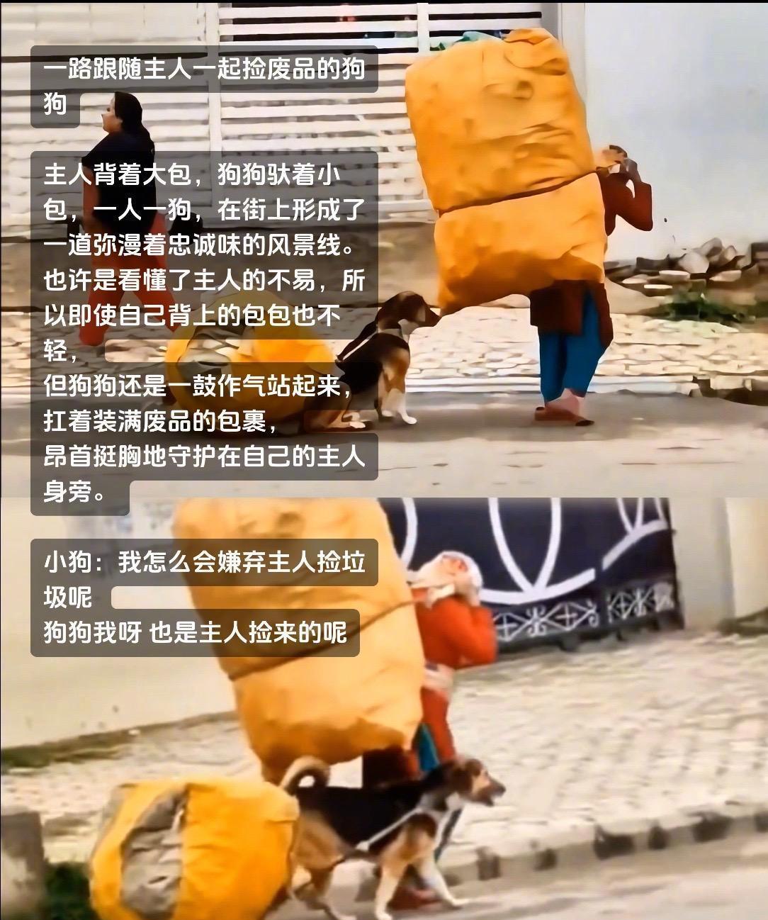 一路跟随主人一起捡废品的狗狗主人背着大包，狗狗驮着小包，一人一狗，在街上形成了