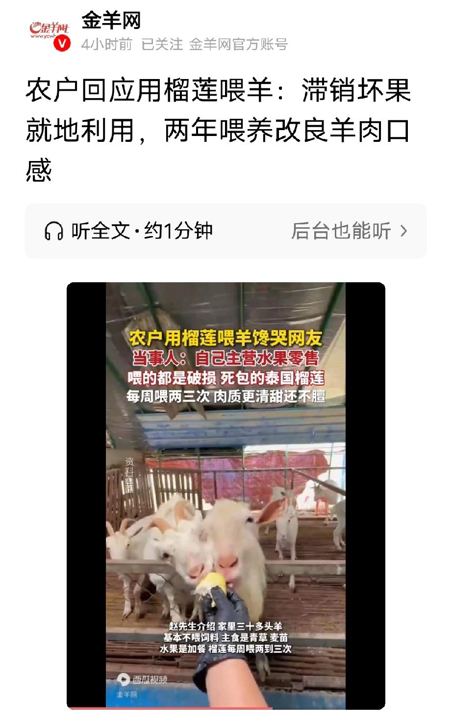 全网羡慕！河北邢台，一男子每周都给他的羊喂两到三次榴莲，这些榴莲是他从泰国进口的