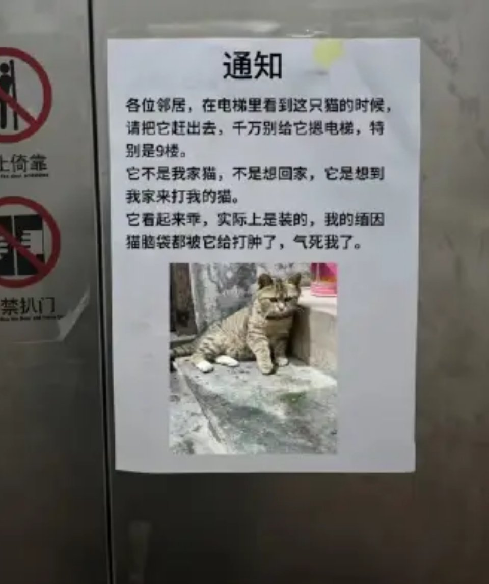 各位邻居，千万别给这只狸花猫按9楼。