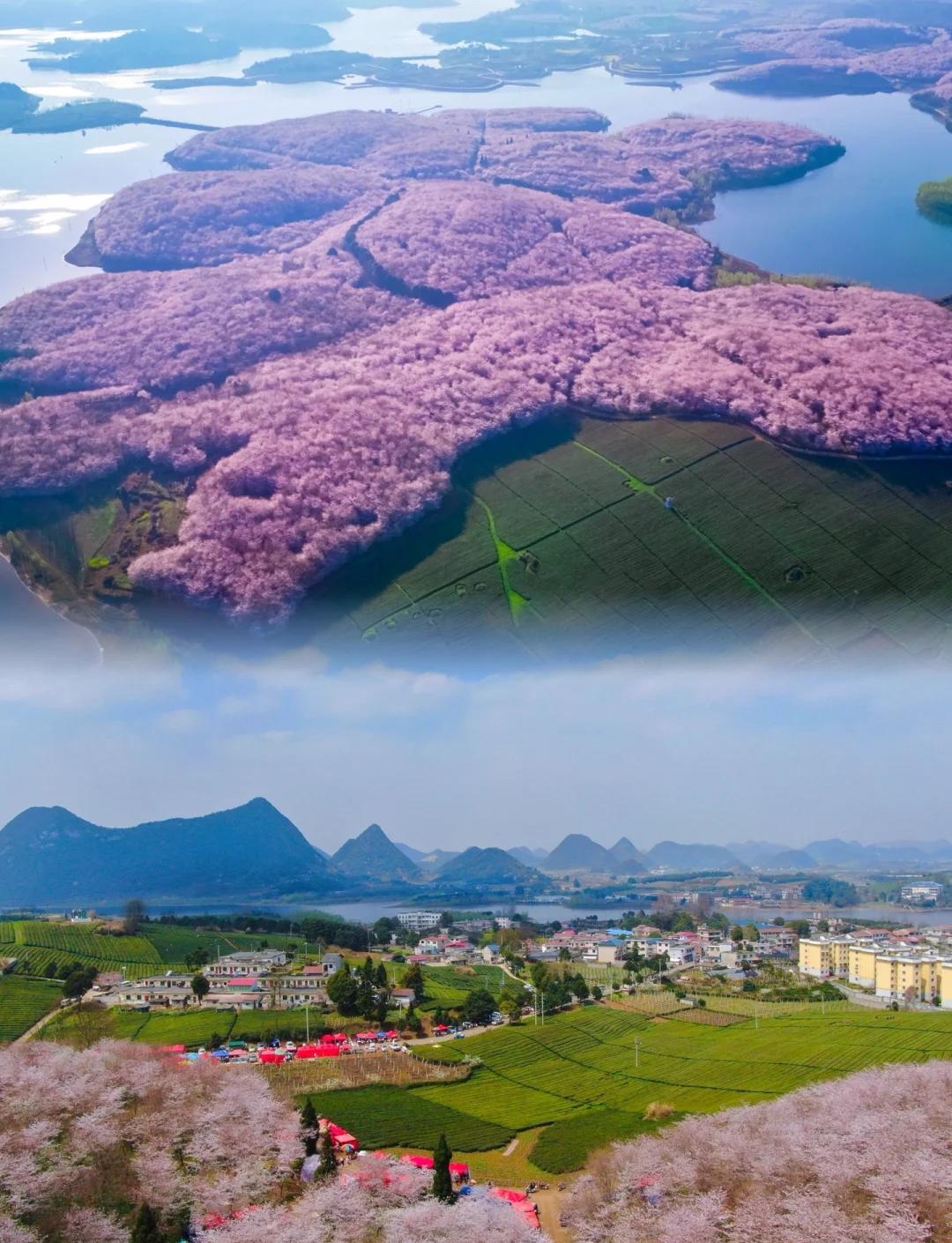 贵州平坝旅游，樱花美景之旅！