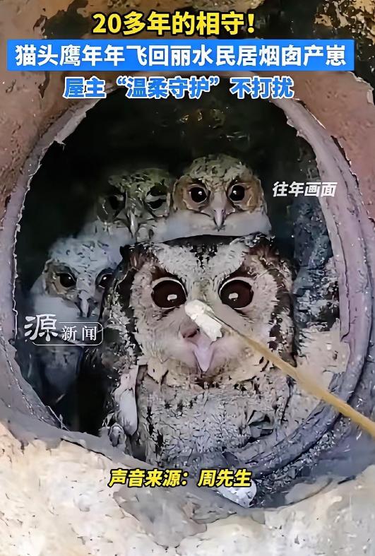 4月23日，浙江丽水松阳，一只猫头鹰二十多年来，每年到了繁育的季节，都会准时飞回