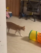 被主人发现真面目的大橘