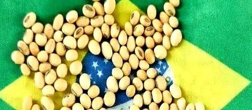 江苏泰州码头，一艘巨轮缓缓靠岸，上面是6.9万吨从巴西运来的大豆。但卸货口打开