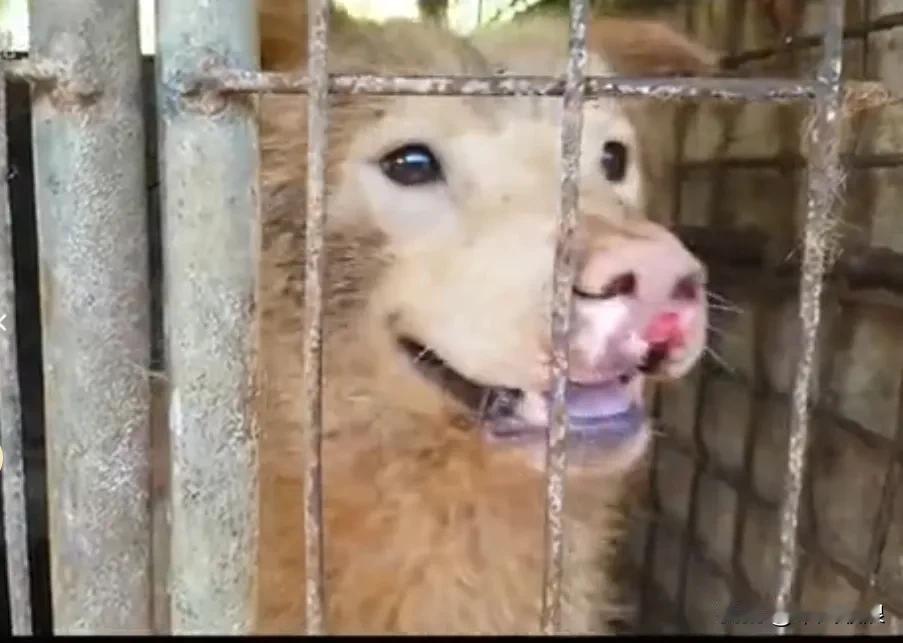 有关部门一举捣毁了一家狗肉屠宰场，真让人解气。他们囚禁着大批狗狗，等着在黑市进行