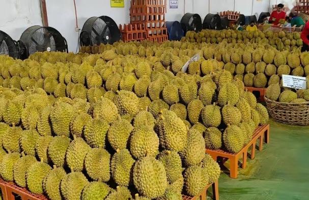 菲律宾自产榴莲滞销腐烂，反倒找中国索要赔偿！！本产季菲律宾榴莲对华实际出口仅