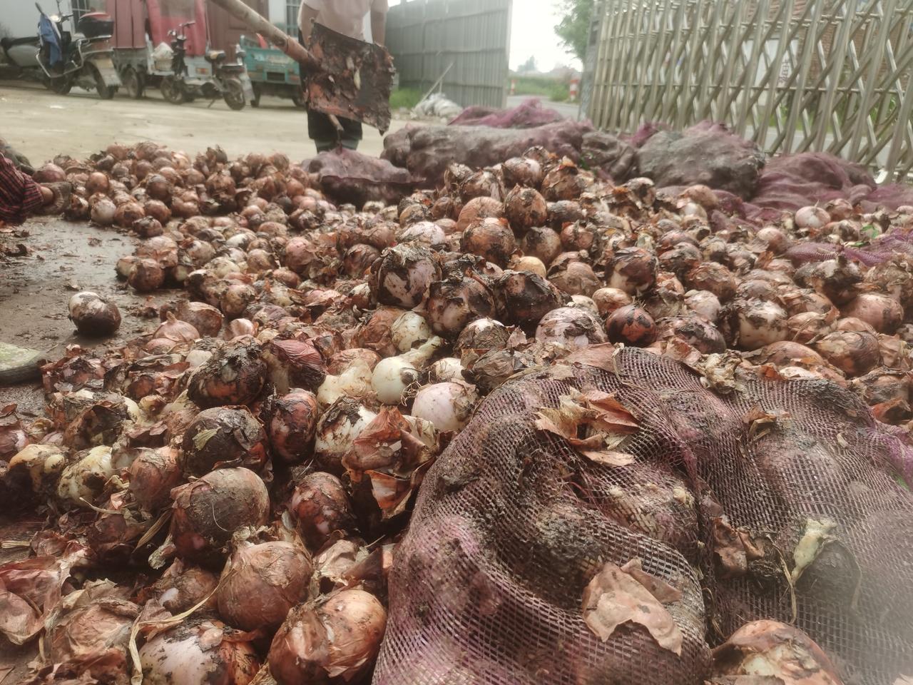   种蒜必看；开春管理黄金期，这三招教你蒜头大如拳头！