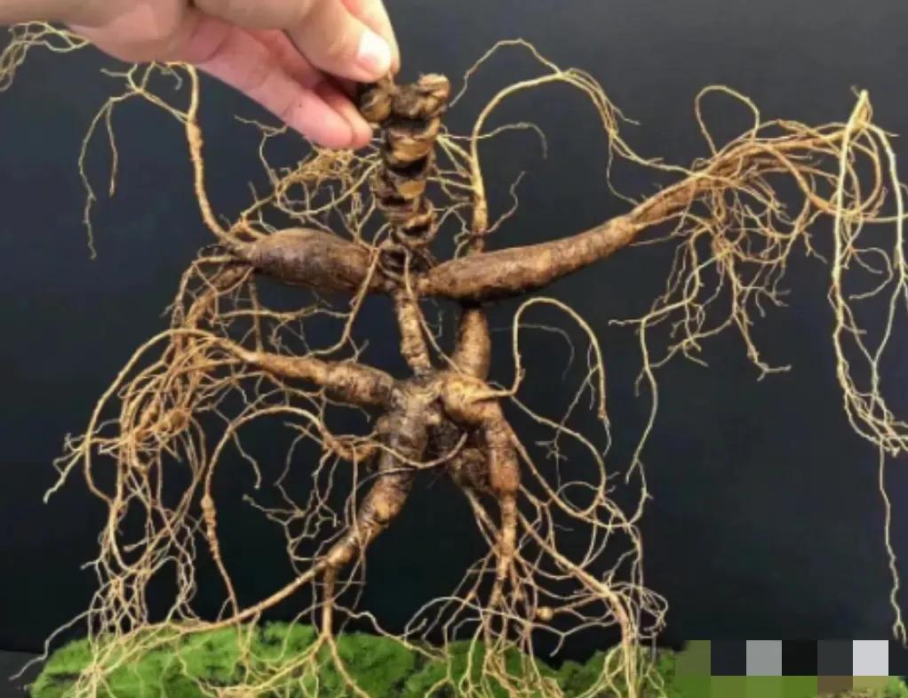 1981年，东北长白山惊现一株重超7两，价值200万的老山参，十分的罕见，后来被