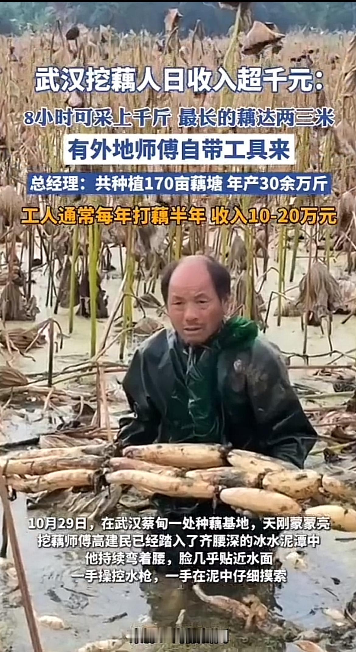 武汉挖藕人日入超千这事太猛了！10月29日，蔡甸种藕基地的挖藕师傅高建民，天没亮