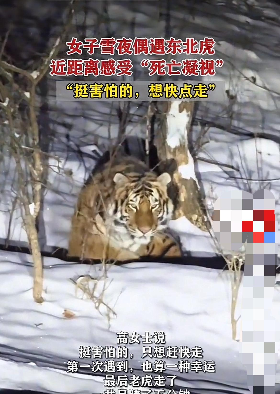 女子雪夜遇东北虎感受“死亡凝视”！“快看路边，那雪堆是不是在动？！”在吉林