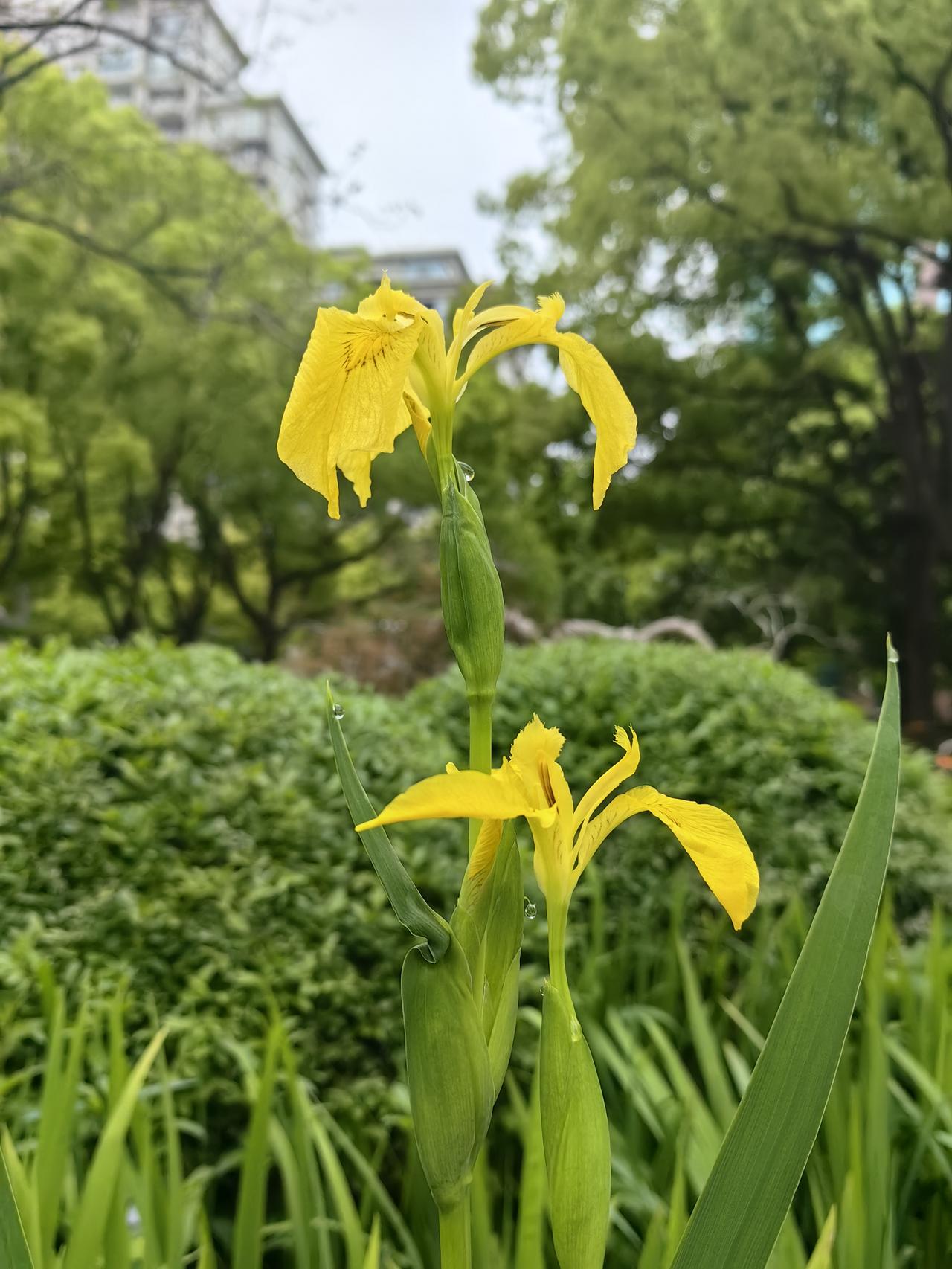 你知道贵州茅台2026年营收目标是多少吗？公司有目标是好事，但连贵州茅台都不敢