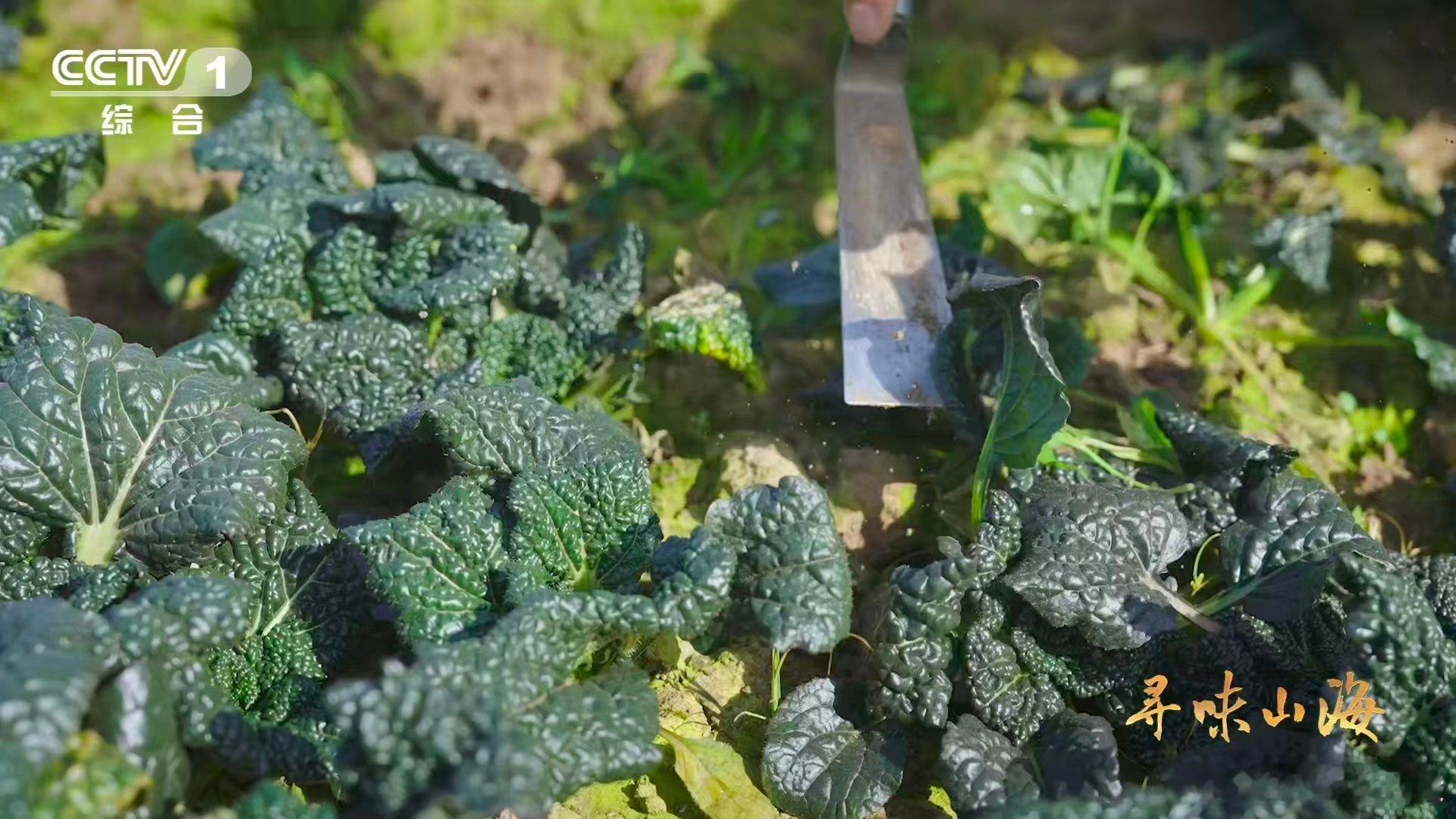 会吹泡泡的蔬菜湖北的泡泡青，经0℃洗礼后魅力大增。那甜糯滋味，仿佛在嘴里跳舞，