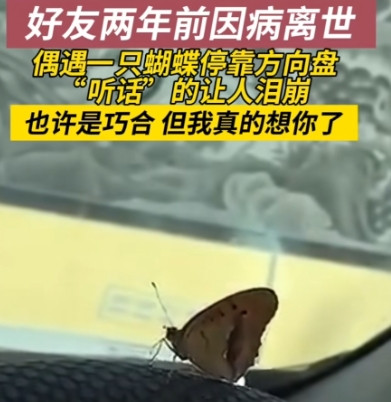 辽宁一男子在车上休息时，有一只蝴蝶飞到了方向盘上，不论男子怎样挥手都不愿离开，突