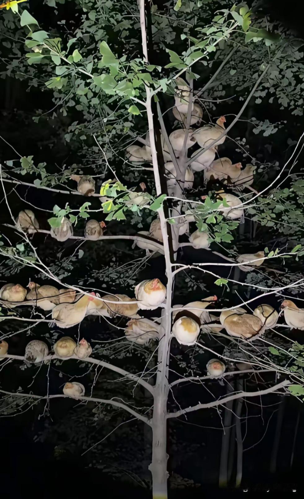 鸡在树上睡——八九十年代的记忆。见过鸡上树睡觉吗？小时候乡下养鸡，每到黄昏，一